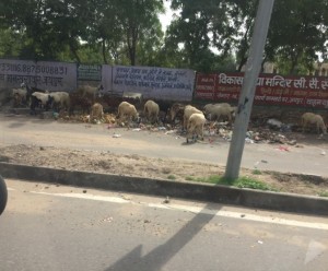 Animals picking through trash on the side of the road